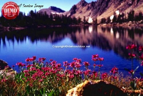 Ingeborg Lake Wildflower Reflections