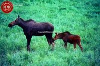 Moose Calf Lemhi Mountains