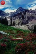 Wildflowers Perfect Peak Sawtooths