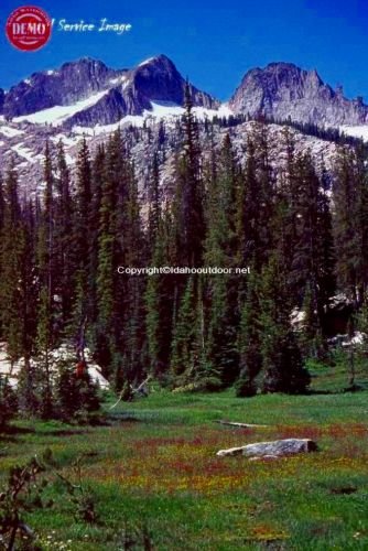 Wildflower Sawtooth Meadow Toxaway Lake