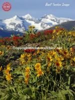 Pioneer Mountain Wildflowers Heidelberger Ridge 