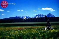 Wildflowers Sawtooth Mountains 