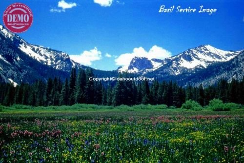 Wildflowers Stanley Creek Valley