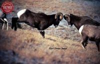 Lost River Bighorn Sheep Battle