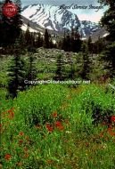 Wildflowers Mount Church Lost River Mountains
