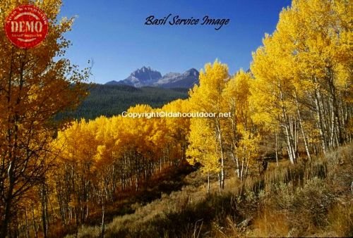 Aspens Fall Colors Fishhook Valley