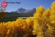 Fall Aspens Fishhook Canyon Mount Heyburn 