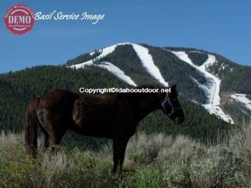 Horse Bald Mountain Sun Valley Idaho