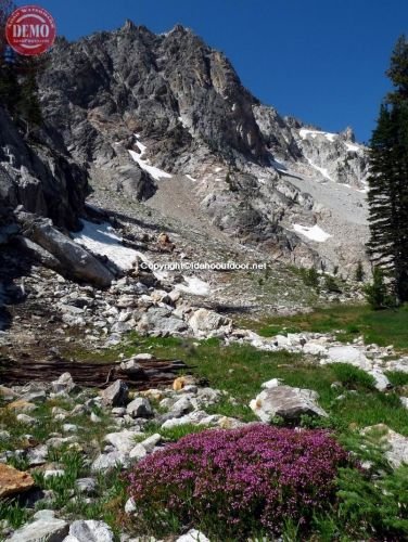 Wildflowers North Fork Fishhook Valley