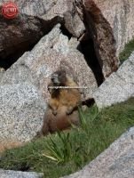 Marmot Sierra Nevada Wilderness 