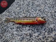 California Golden Trout Sierra Nevada Mountains 