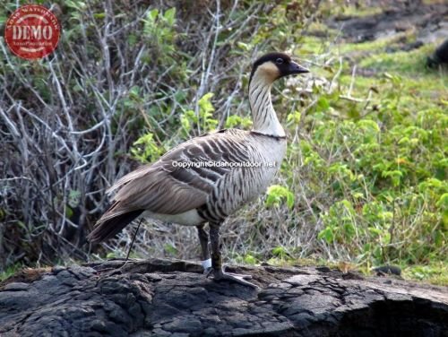 Rare Hawaiian Duck