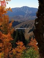 Sun Valley Bald Mountain Fall Aspens