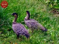 Rare Hawaiian Ducks Kauai 