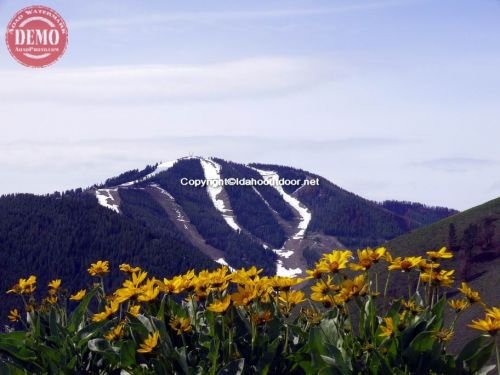 Bald Mountain Wildflowers Heidelberg Ridge 