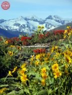 Pioneer Mountain Wildflowers Heidelberg Ridge 