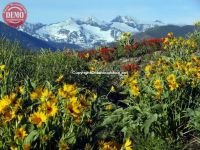 Wildflowers Pioneer Mountain Heidelberg Ridge 