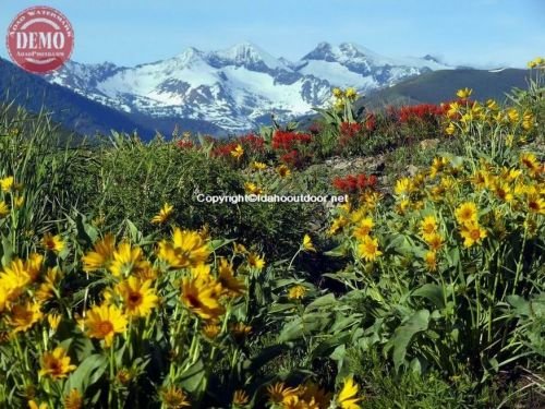 Wildflowers Pioneer Mountain Heidelberg Ridge 