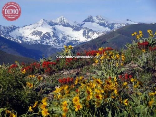 Heidelberg Ridge Wildflowers Pioneer Mountain 