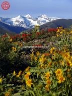 Heidelberg Ridge Wildflowers Pioneer Mountain Ketchum