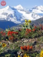 Wildflowers Ketchum Heidelberg Ridge Pioneer Mountain 