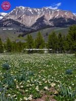 Boulder Mountains Sun Valley Wildflowers