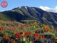 Wildflowers Bald Mountain Heidelberg Ridge 