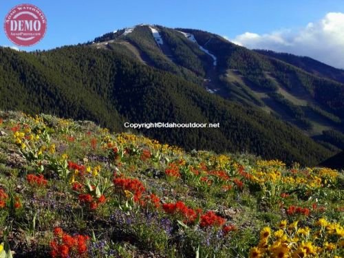 Wildflowers Bald Mountain Heidelberg Ridge Sun Valley