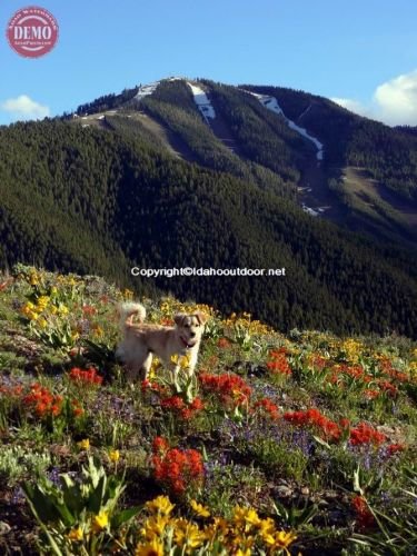 Wildflowers Bald Mountain Heidelberg Ridge Sophie 