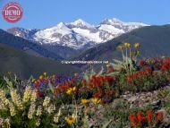 Wildflowers Heidelberg Ridge Ketchum Pioneer Mountain 