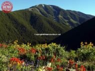 Sun Valley Wildflowers Bald Mountain Heidelberg Ridge 