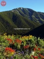 Bald Mountain Sun Valley Wildflowers Heidelberg Ridge 