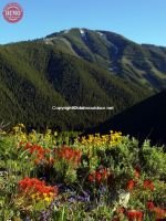 Bald Mountain Sun Valley Wildflowers Heidelberg Ridge 