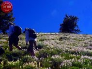 Mountain Lupine Basil’s Peak Hikers 
