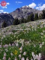 Mountain Lupine Basil’s Peak Boulder Mountain 