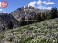 Boulder Mountain Wild Lupine Basil’s Peak 