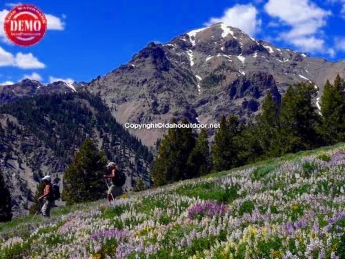 Hikers Boulder Mountain Wild Lupine Basil’s Peak 