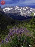 Boulder Mountain Wilderness Lupine
