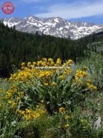 Boulder Mountain Wilderness Mules Ear 