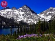 Wildflowers Toxaway Lake Sawtooths 