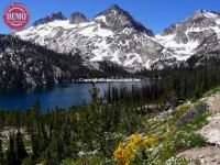 Sawtooths  Wildflowers Toxaway Lake 