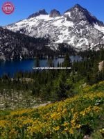 Wildflowers Sawtooths  Toxaway Lake 