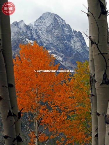 Horstman Peak Framed Aspens