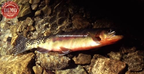 Idaho California Trout