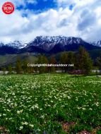 Boulder Mountain Sun Valley Wildflowers