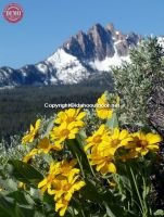 Mount Heyburn Mule’s Ear Wildflowers 