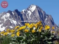 Horstman Peak Mule’s Ear Wildflowers 