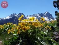 Sawtooth Mountain Mule’s Ear Wildflowers 