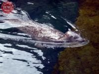 Harbor Seal Alaska Seward