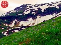 Alaska Lupine Mountains Juneau 